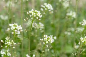 Attēlu rezultāti vaicājumam “Capsella bursa-pastoris flower”