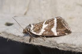 Attēlu rezultāti vaicājumam “Deltote bankiana”