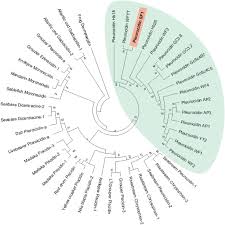 Image result for Myzopsetta ferruginea