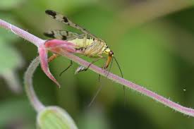 Attēlu rezultāti vaicājumam “Panorpa communis imago”