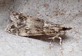 Attēlu rezultāti vaicājumam “Eudonia lacustrata”