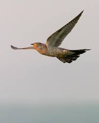 Attēlu rezultāti vaicājumam “Cuculus canorus”