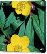 Attēlu rezultāti vaicājumam “Anemone ranunculoides bud”