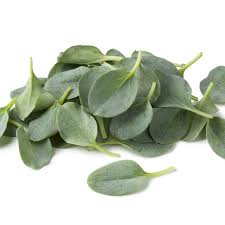 Attēlu rezultāti vaicājumam “Oenothera rubricauli leaf”