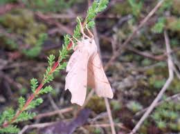 Attēlu rezultāti vaicājumam “Ennomos erosaria”