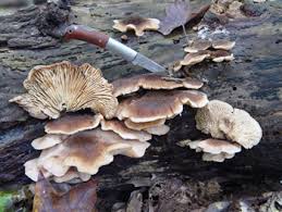 Attēlu rezultāti vaicājumam “Lentinellus ursinus”