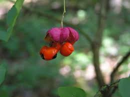 Attēlu rezultāti vaicājumam “Euonymus verrucosus fruit”