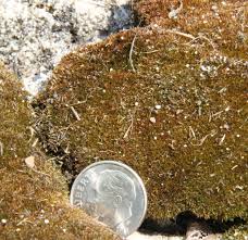 Attēlu rezultāti vaicājumam “Diderma montanum macro”