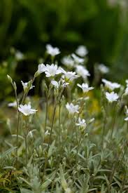 Attēlu rezultāti vaicājumam “Cerastium tomentosum leaf”