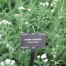 Attēlu rezultāti vaicājumam “Achillea millefolium bud”