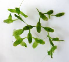 Attēlu rezultāti vaicājumam “Lemna trisulca”