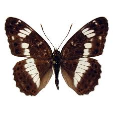 Attēlu rezultāti vaicājumam “Limenitis camilla”