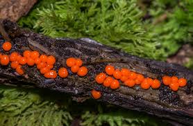 Attēlu rezultāti vaicājumam “Arcyria, Heterotrichia sp.”