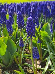 Attēlu rezultāti vaicājumam “Muscari armeniacum flower”
