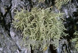 Attēlu rezultāti vaicājumam “Usnea hirta”