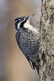 Attēlu rezultāti vaicājumam “Picoides tridactylus”