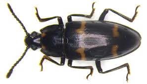 Attēlu rezultāti vaicājumam “Linaeidea aenea”