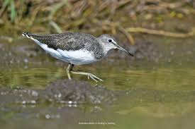 Attēlu rezultāti vaicājumam “Tringa ochropus”