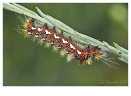 Attēlu rezultāti vaicājumam “Acronicta rumicis larva”