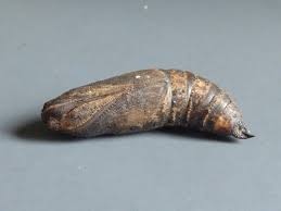 Attēlu rezultāti vaicājumam “Laothoe populi larva”