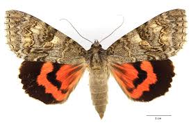 Attēlu rezultāti vaicājumam “Catocala nupta”