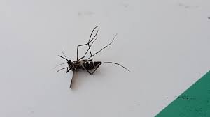 Attēlu rezultāti vaicājumam “Nematocera”