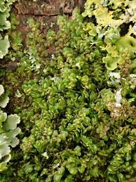 Attēlu rezultāti vaicājumam “Frullania dilatata”