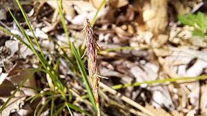 Attēlu rezultāti vaicājumam “Carex acutiformis leaf”