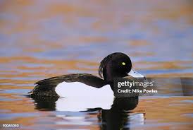 Image result for Aythya fuligula