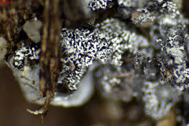 Attēlu rezultāti vaicājumam “Physarum bivalve macro”