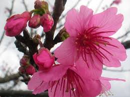 Image result for 緋寒桜