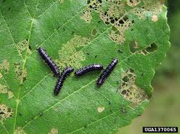 Attēlu rezultāti vaicājumam “Agelastica alni larva”