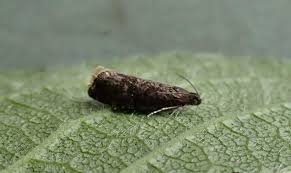 Attēlu rezultāti vaicājumam “Grapholita funebrana”