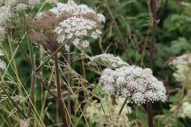 Image result for Angelica silvestris