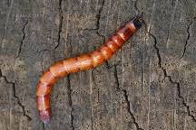 Attēlu rezultāti vaicājumam “Ampedus sp.”