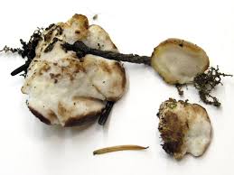 Attēlu rezultāti vaicājumam “Postia fragilis”