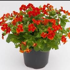 Image result for Mimulus x hybrida