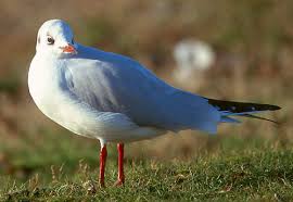 Attēlu rezultāti vaicājumam “Larus ridibundus juvenile”