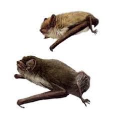 Attēlu rezultāti vaicājumam “Pipistrellus pygmaeus”