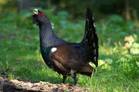 Attēlu rezultāti vaicājumam “Tetrao urogallus male”