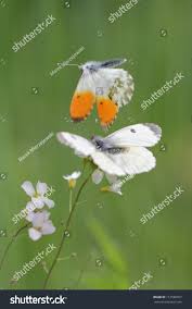 Attēlu rezultāti vaicājumam “Anthocharis cardamines”
