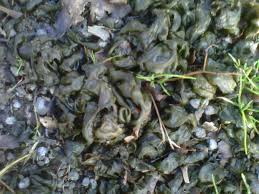 Attēlu rezultāti vaicājumam “Nostoc commune”