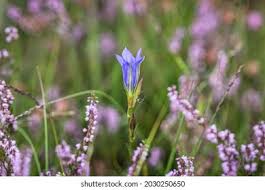 Attēlu rezultāti vaicājumam “Gentiana pneumonanthe flower”