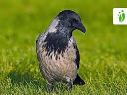 Attēlu rezultāti vaicājumam “Corvus cornix adult”