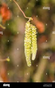 Attēlu rezultāti vaicājumam “Corylus avellana male flower”