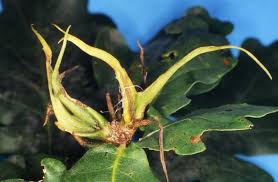 Attēlu rezultāti vaicājumam “Andricus quercuscorticis”