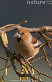 Attēlu rezultāti vaicājumam “Coccothraustes coccothraustes”