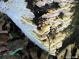 Attēlu rezultāti vaicājumam “Antrodia serialis”