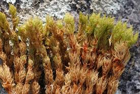 Attēlu rezultāti vaicājumam “Dicranum spurium”