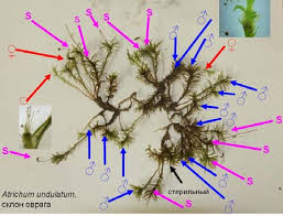 Attēlu rezultāti vaicājumam “Atrichum flavisetum”